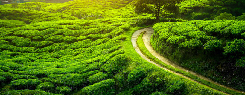 WONDERS OF HIMALAYAS - DARJEELING AND GANGTOK HONEYMOON SPECIAL