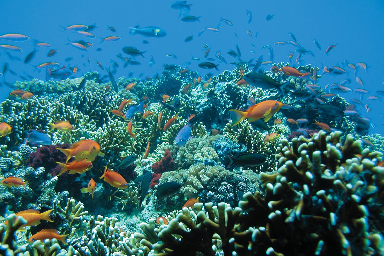 Fiji Holiday Packages Book Fiji Holiday Fiji Holiday Form